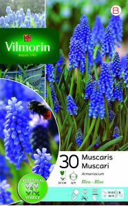 Muscari Armeniacum (x30)